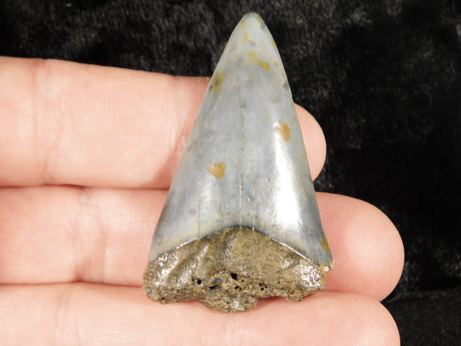 NICE! Ancestral Great WHITE SHARK Tooth Fossil 100% Natural 6.31