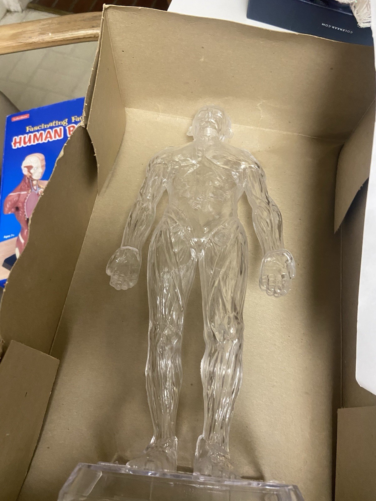 THE VISIBLE HUMAN BODY 1984 1/6 scale PLASTIC 3D MODEL KIT by LINDBERG