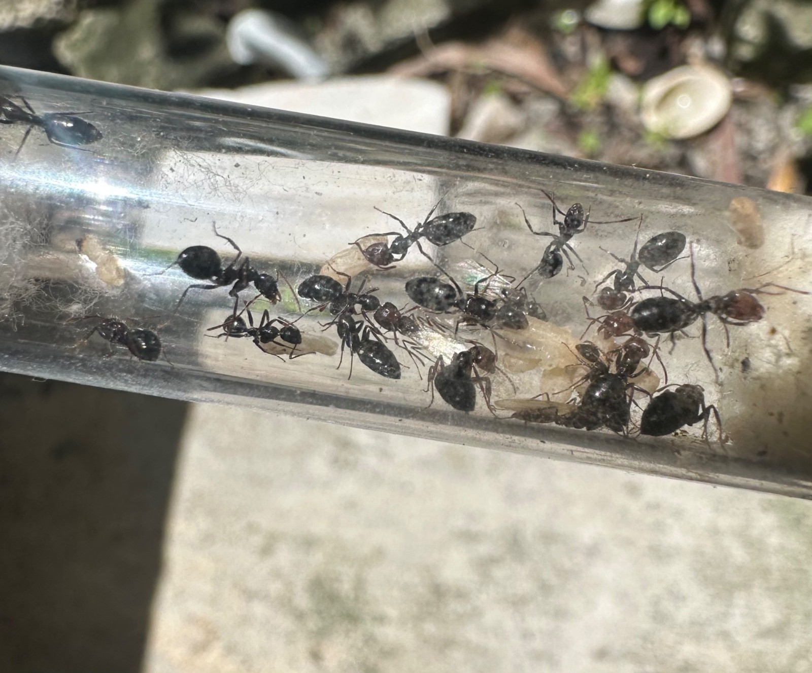 Camponotus sexguttatus Queen Ant 10+ works, Eggs And Larva