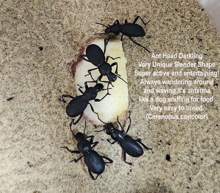 Desert Beatlee Variety Pack (10 Beatlees): 2-Blue Death Feigning Beatlees &More!