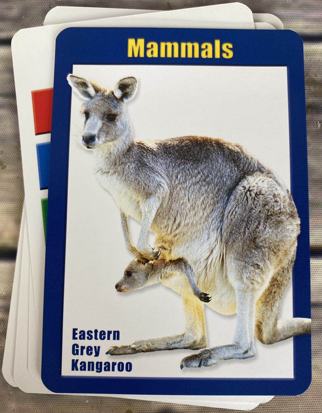 Discover & Learn About Australia Q&A About Australian Wildlife Preowned