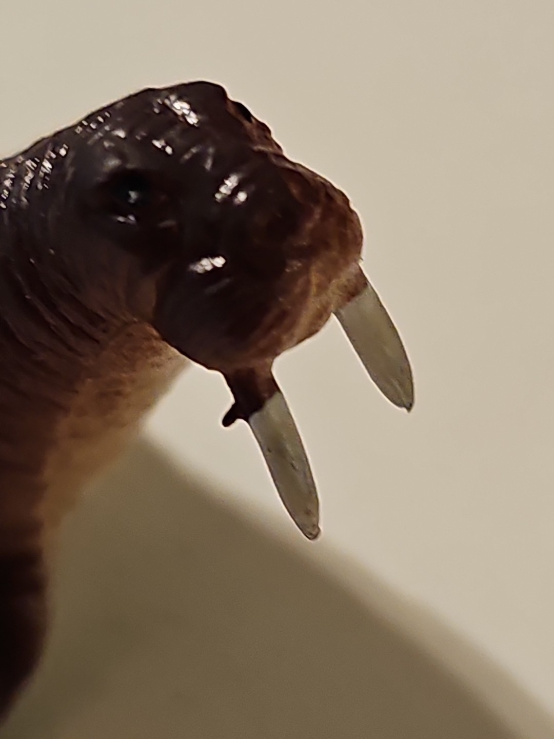 Unbranded Brown Sea Lion Plastic Toy Figure- 2.5 Inches Long, 1 Inch Tall