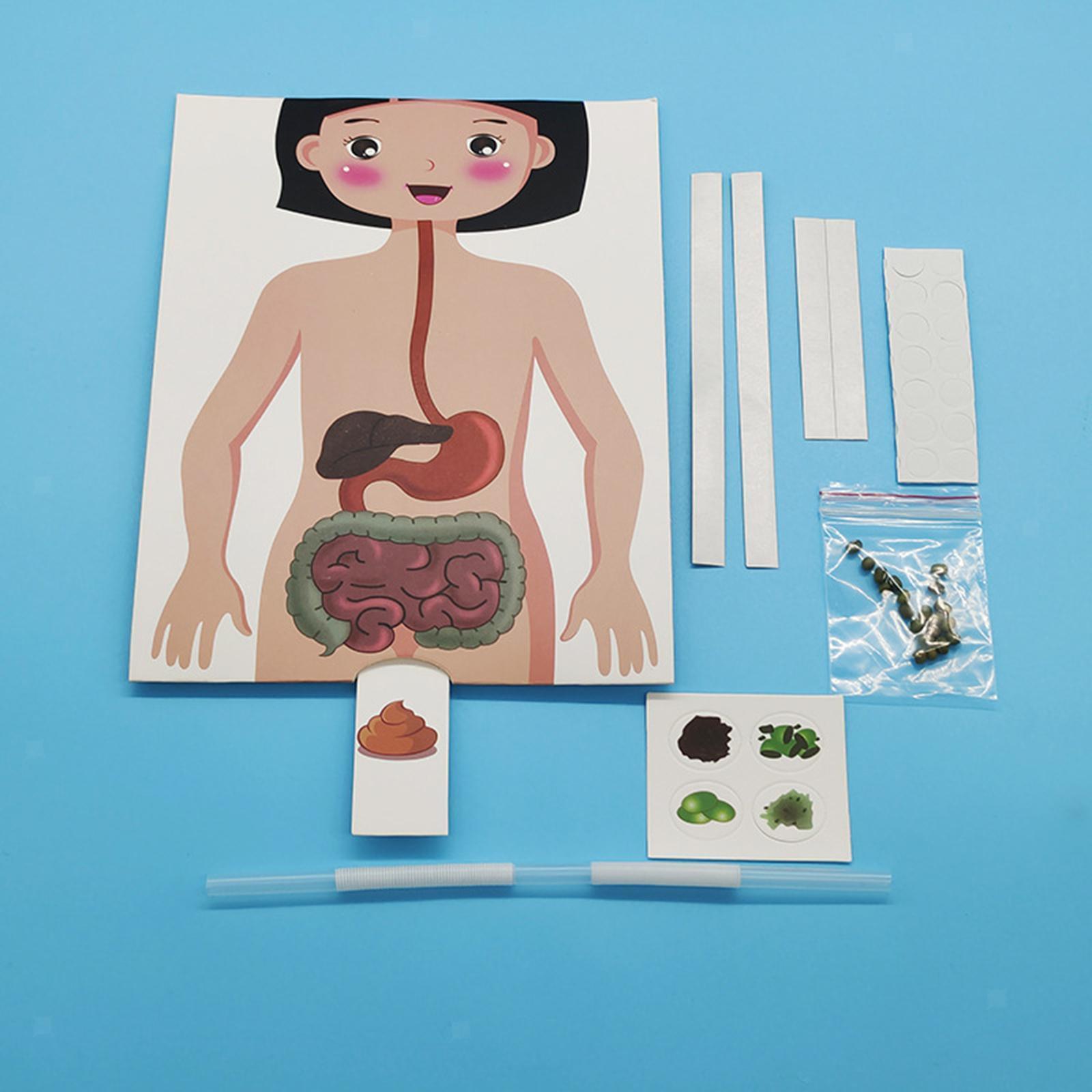 Human Digestive System Model, Human Body Parts, Early Education, 3D Puzzle for