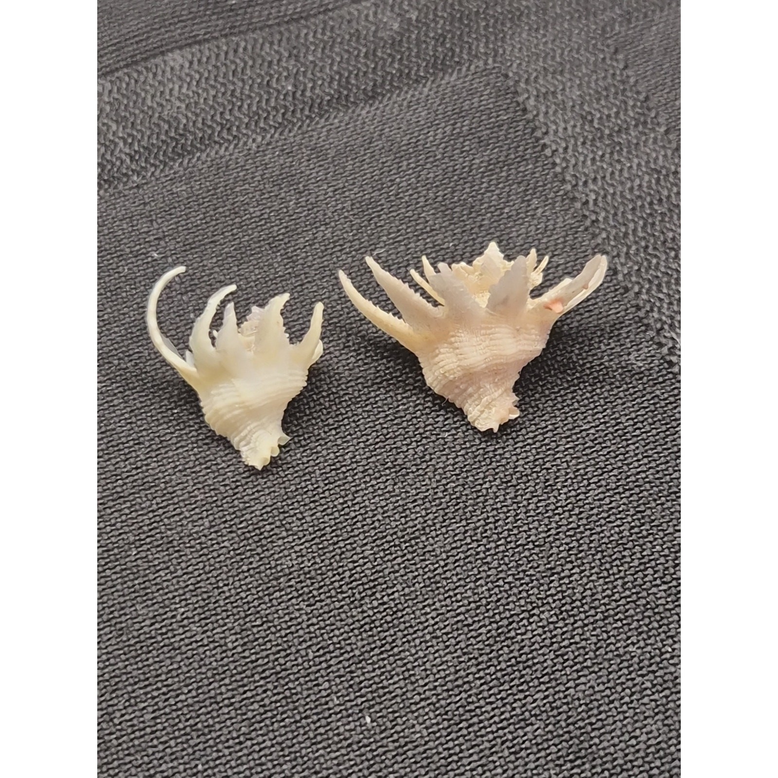 Latiaxis Shell Pair 14mm 7mm Bohol Philippines Phillip Clover Label
