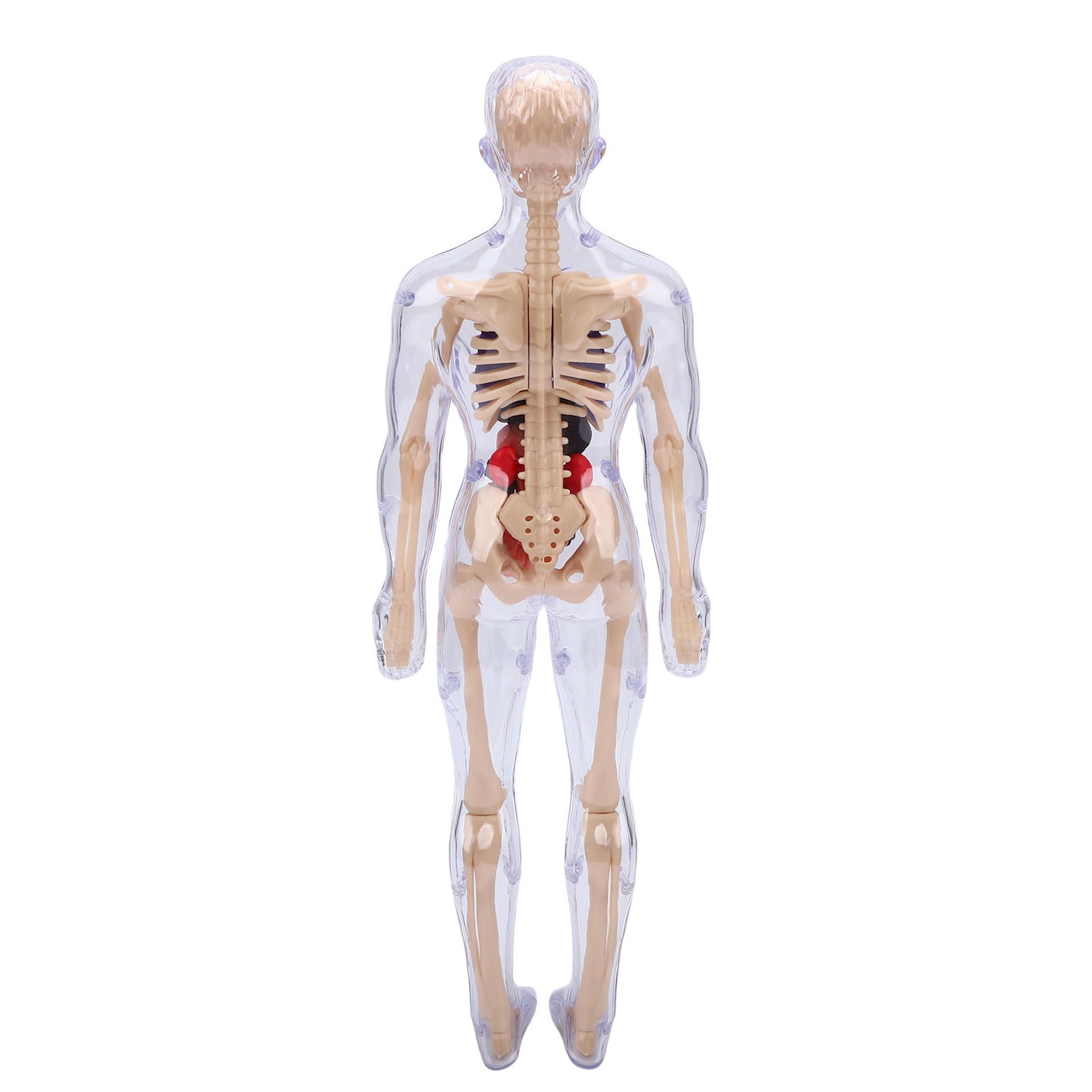 1-Clear Human Body Skeleton Model Kit 3D Human Anatomy Structure Model Kit
