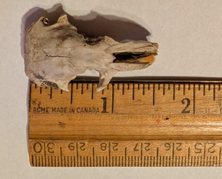 10 Owl Pellet Skulls with/without Braincases. Bone Brush/ Chart/Storage.