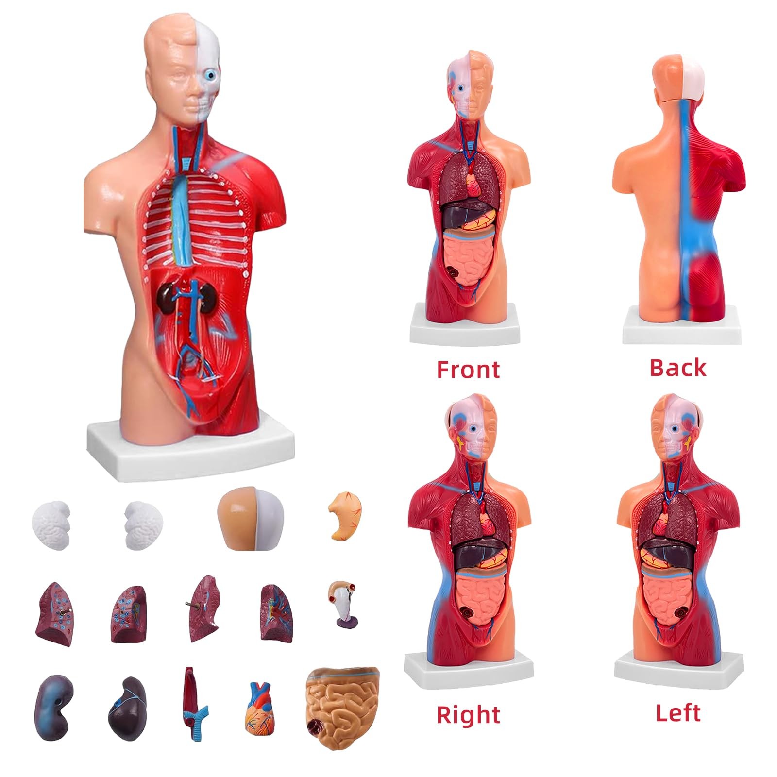 11 Inch Small Human Body Model for Anatomy Study – 15 Detachable Parts Educat…