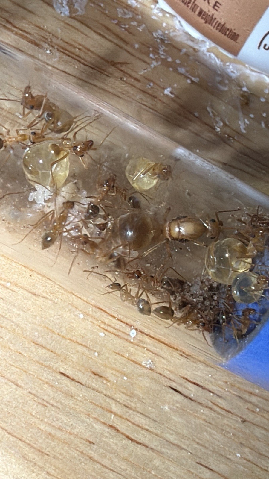 SPRING SALE! CARAMEL Myrmecocystus Mexicanus Colony~10w Queen Ant -Insect feeder