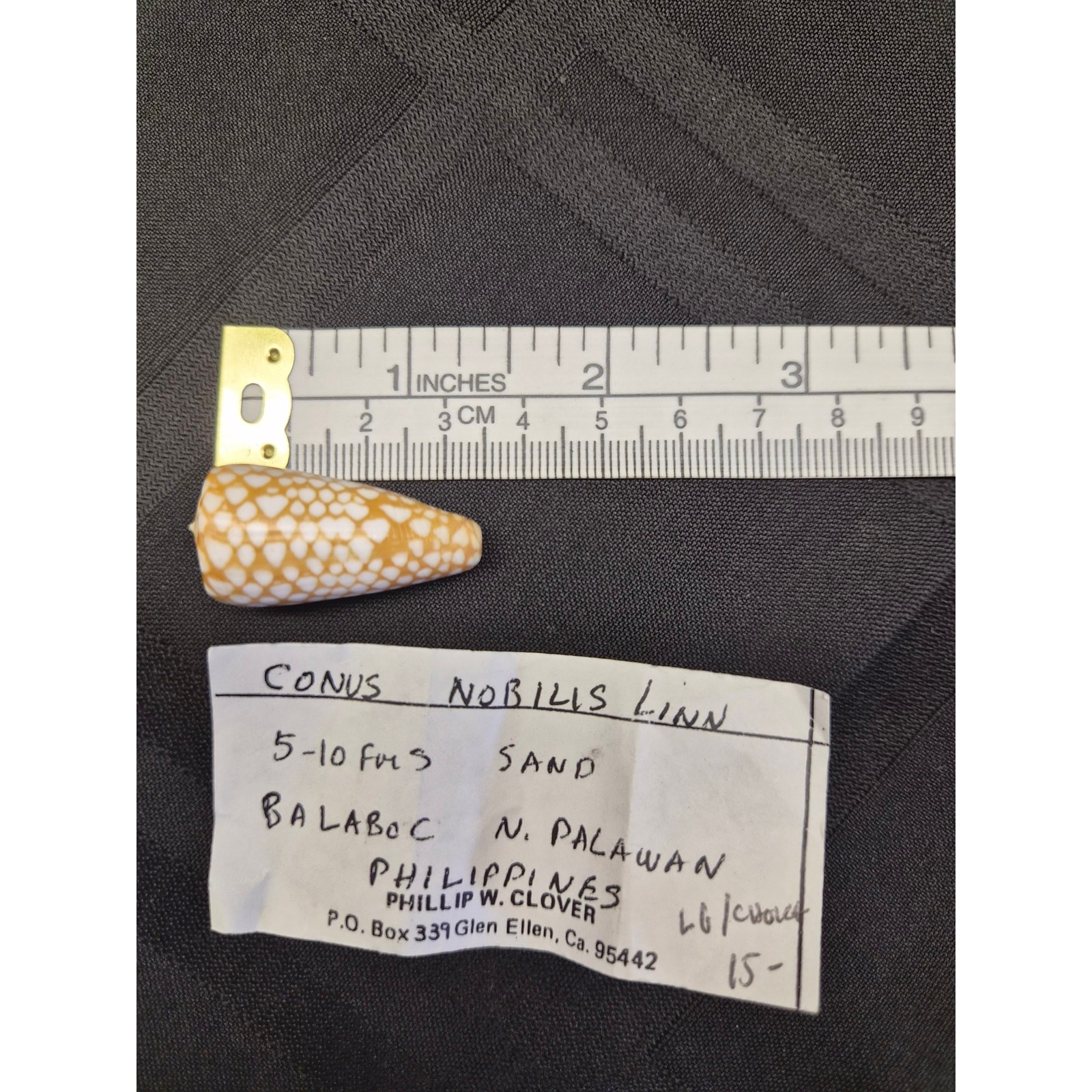 Conus cordigera Cone Shell 35mm Balabac Palawan Philippines w/ Data Tag