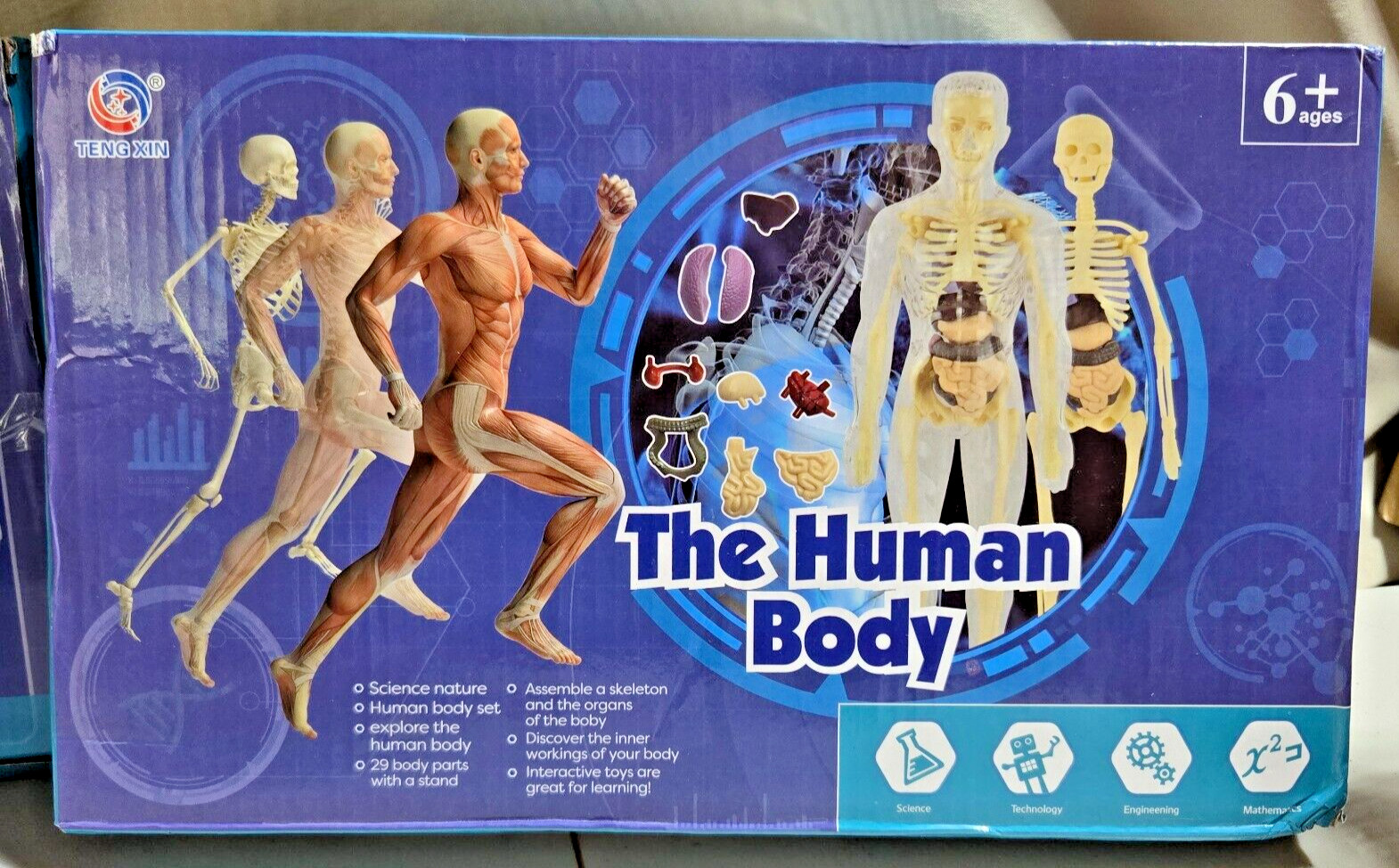 Human Body 3D Anatomy Model DIY Skeleton Toy Education Removable Parts – NIB