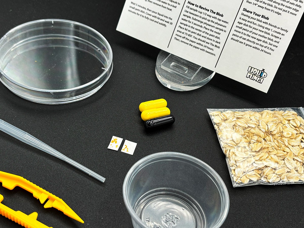 Slime Mold Educational Science Kit Physarum Polycephalum Study Project
