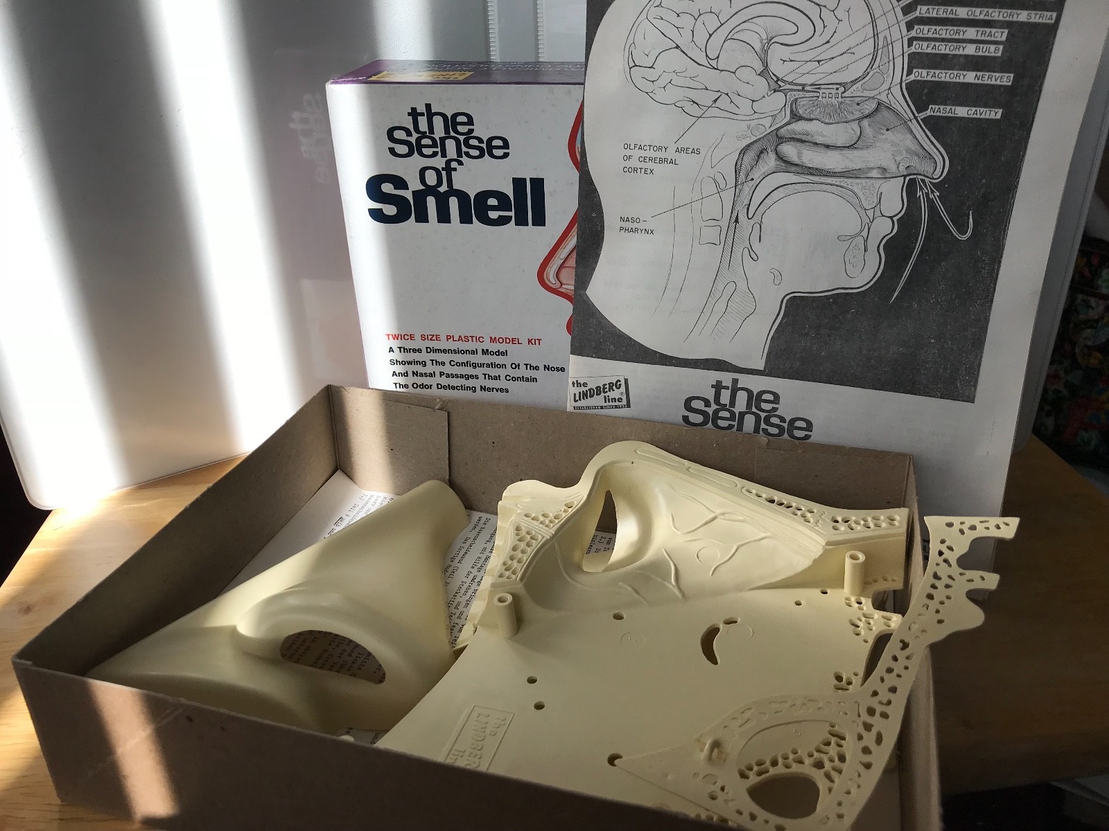 1973 LINDBERG The Sense of Smell UNASSEMBLED Plastic Model Kit #1313