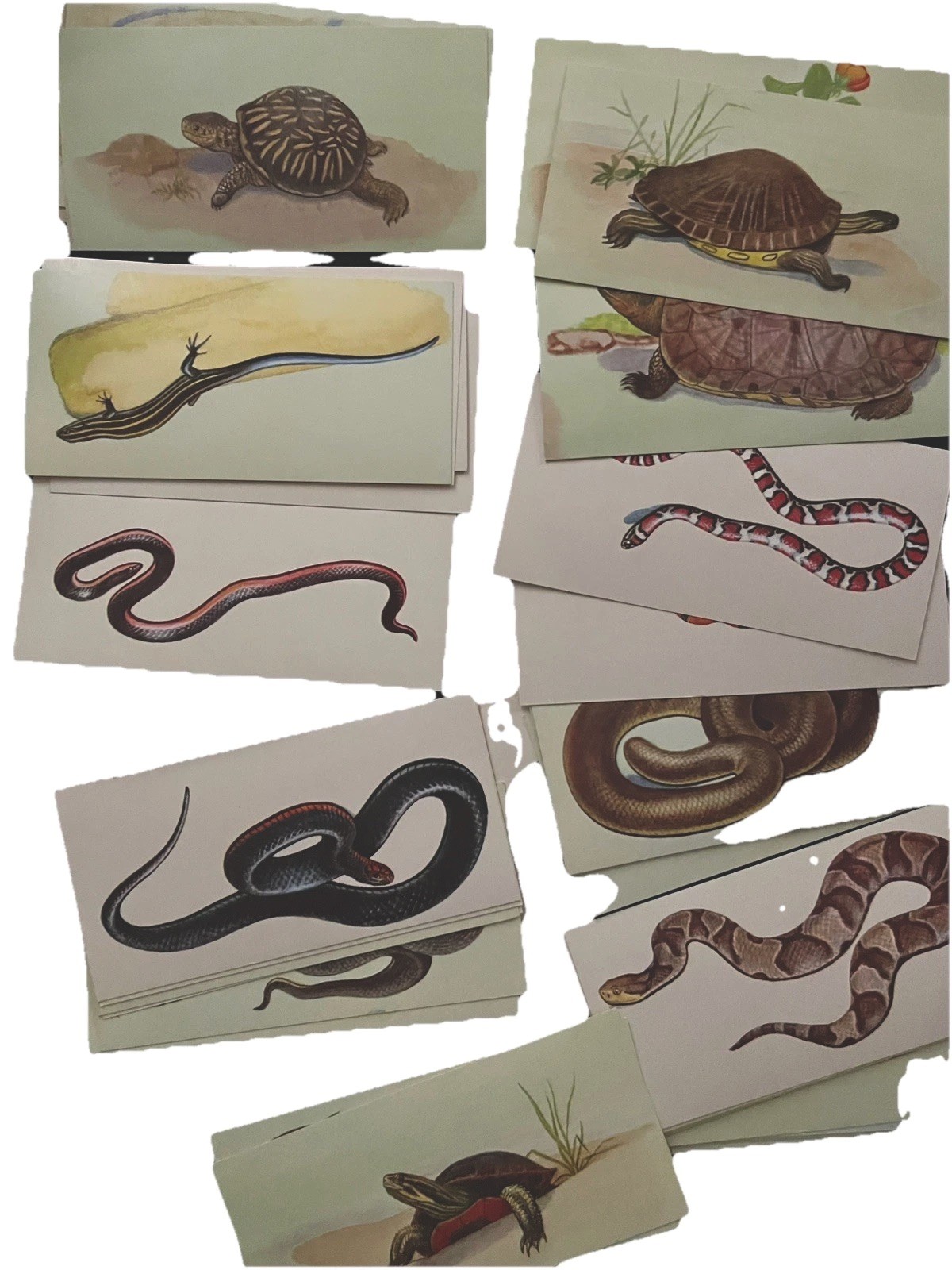 TEACH ME REPTILES Flash Cards Vintage 1968 Complete 48 Set Excellent Condition