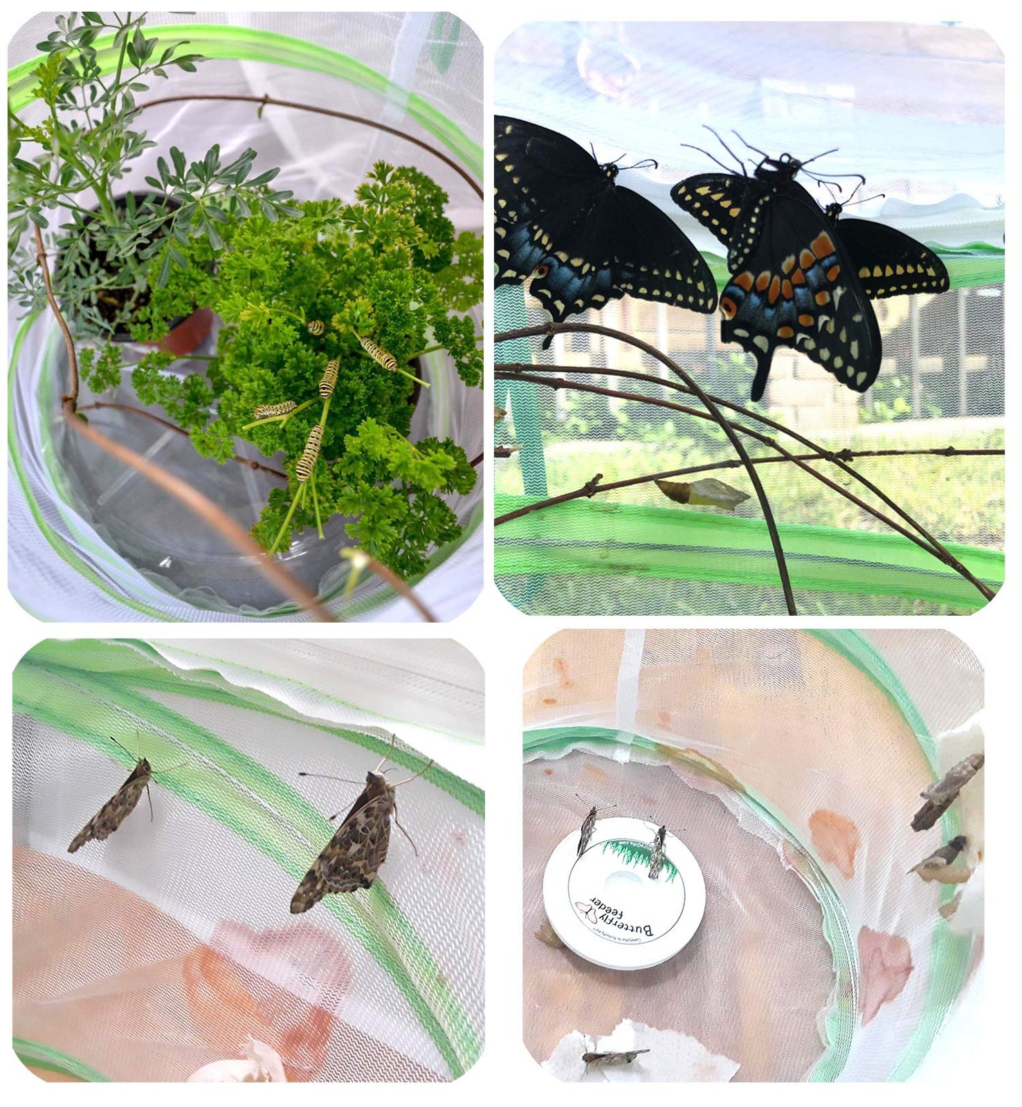 Trasfit Pop-up Insect and Butterfly Habitat Cage Terrarium – 12 x 14 Black
