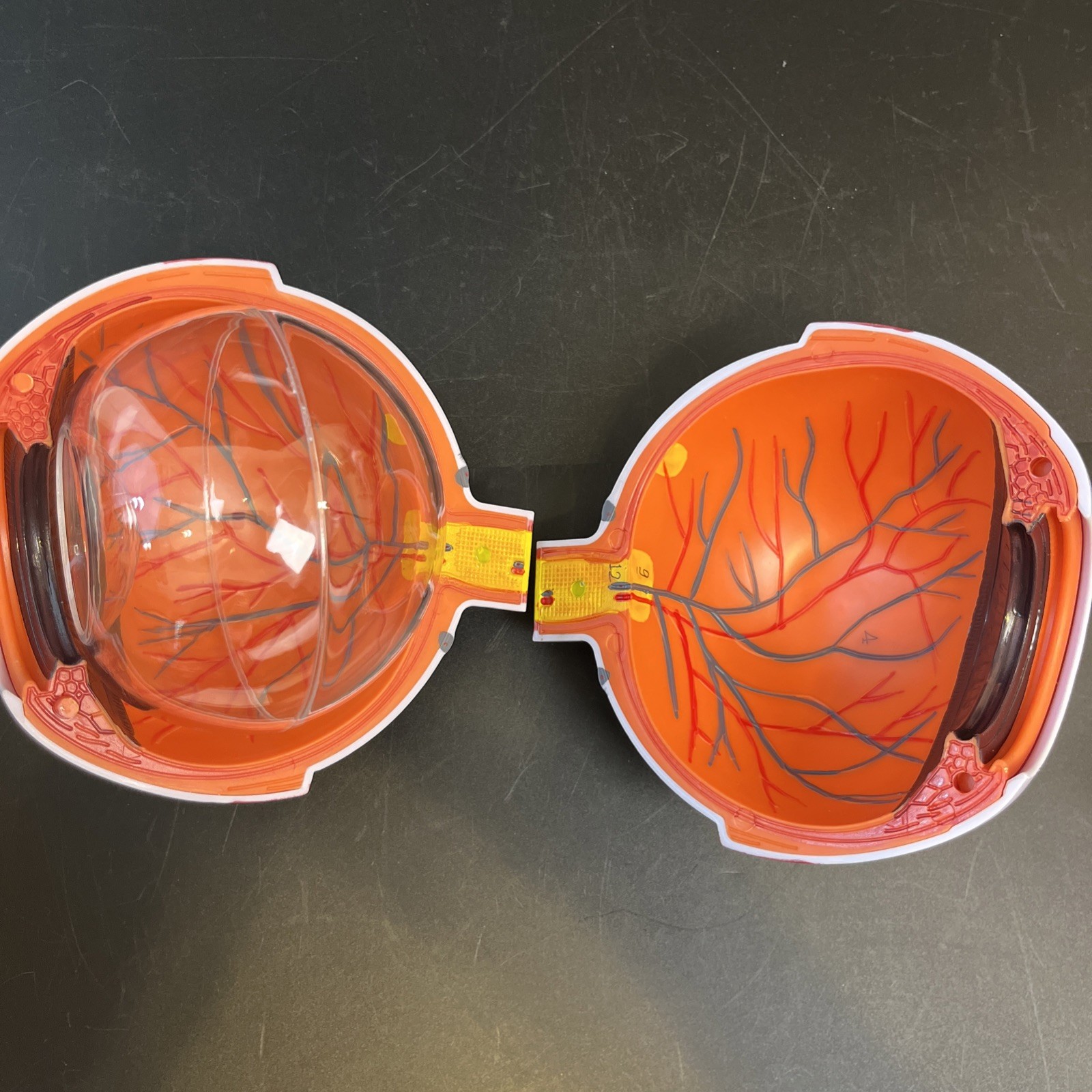 6X Enlarged Human Eye Anatomical Model for Science Classroom Teaching Display