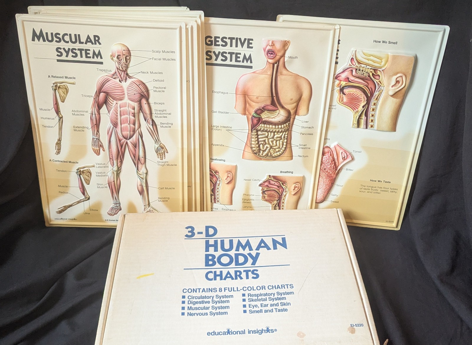 3D Human Body Charts SET 8 pieces EI-5220 Educational Insights 9×13”
