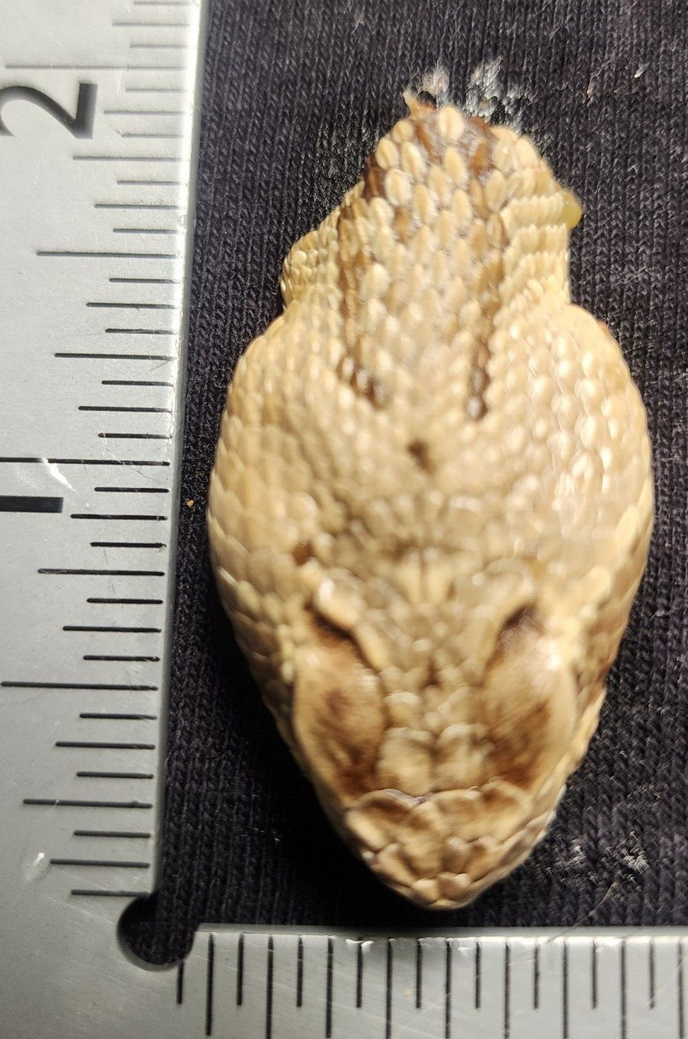 4 Puzzles!! Western Diamondback Rattlesnake Snake Skull FANGS SPECIMEN SK4C