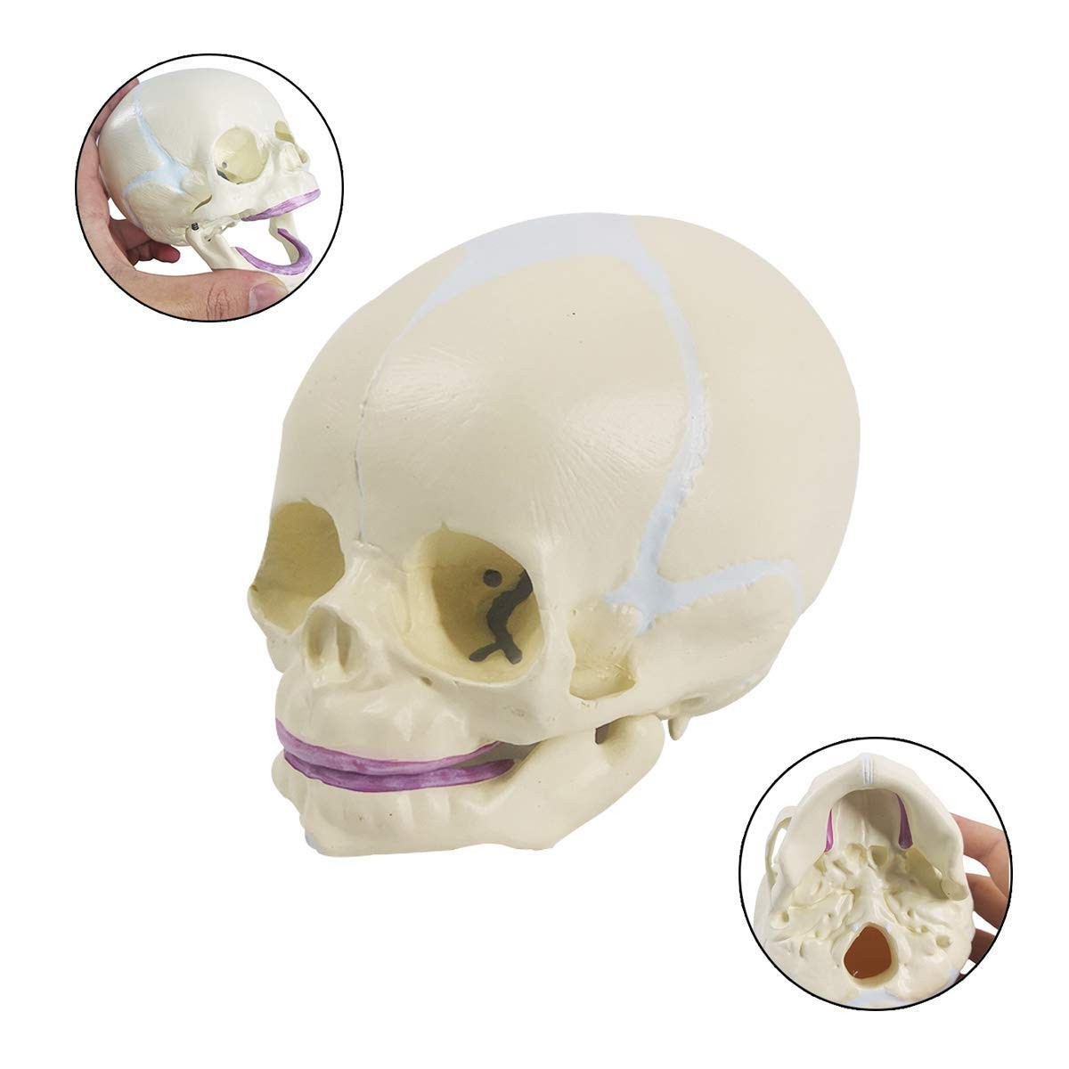 Human Infant Skull Model, Life Sized Fetus Anatomy Skull Model for Teaching L…