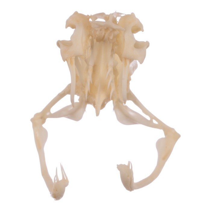 🔥Western Diamondback Rattlesnake Snake Skull Puzzle 38p FANGS SPECIMEN SK24