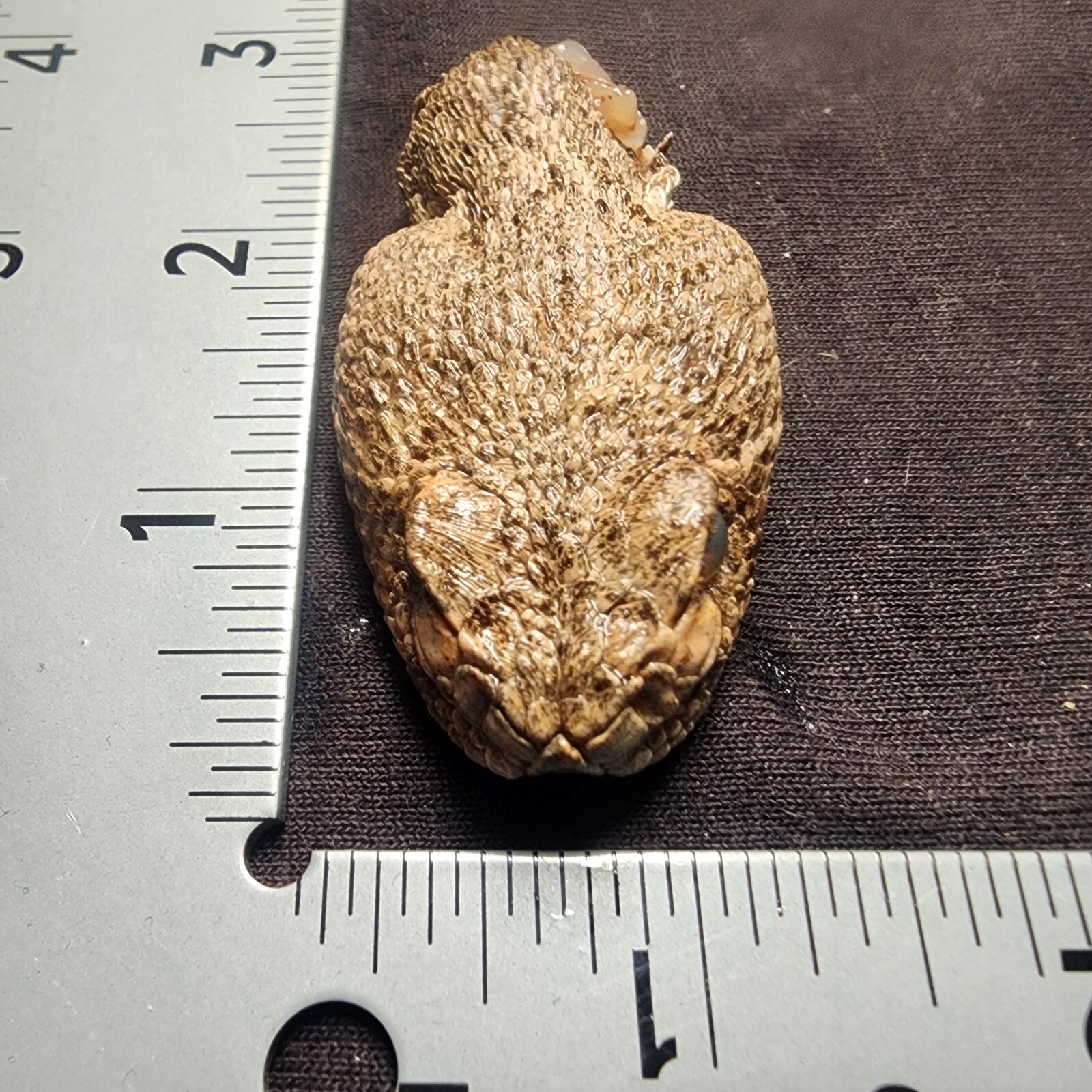🔥Western Diamondback Rattlesnake Snake Skull Puzzle 34p FANGS SPECIMEN SK22