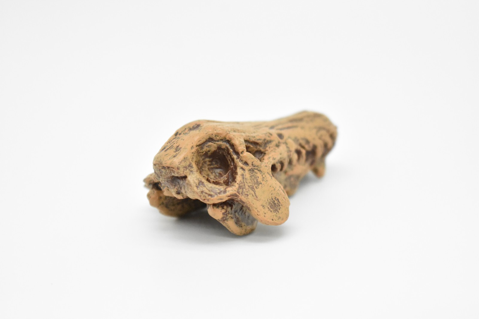 Daeodon, Terrible Pig Fossil Skull, Realistic Plastic Replica 2 1/4″ F3520B204