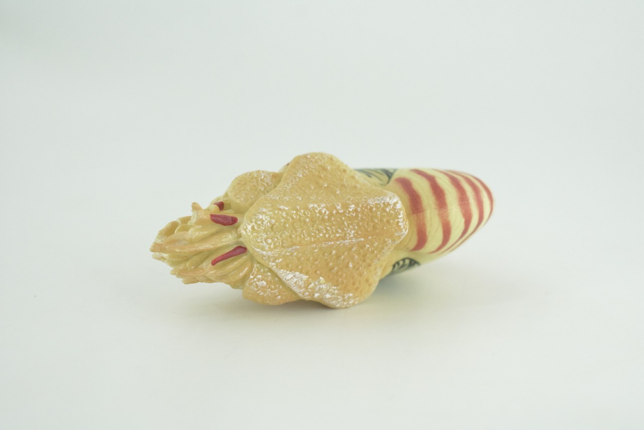 Nautilus Toy, Museum Quality, Hand Painted Rubber Gifts, 4 Inches. CH1009 BB217
