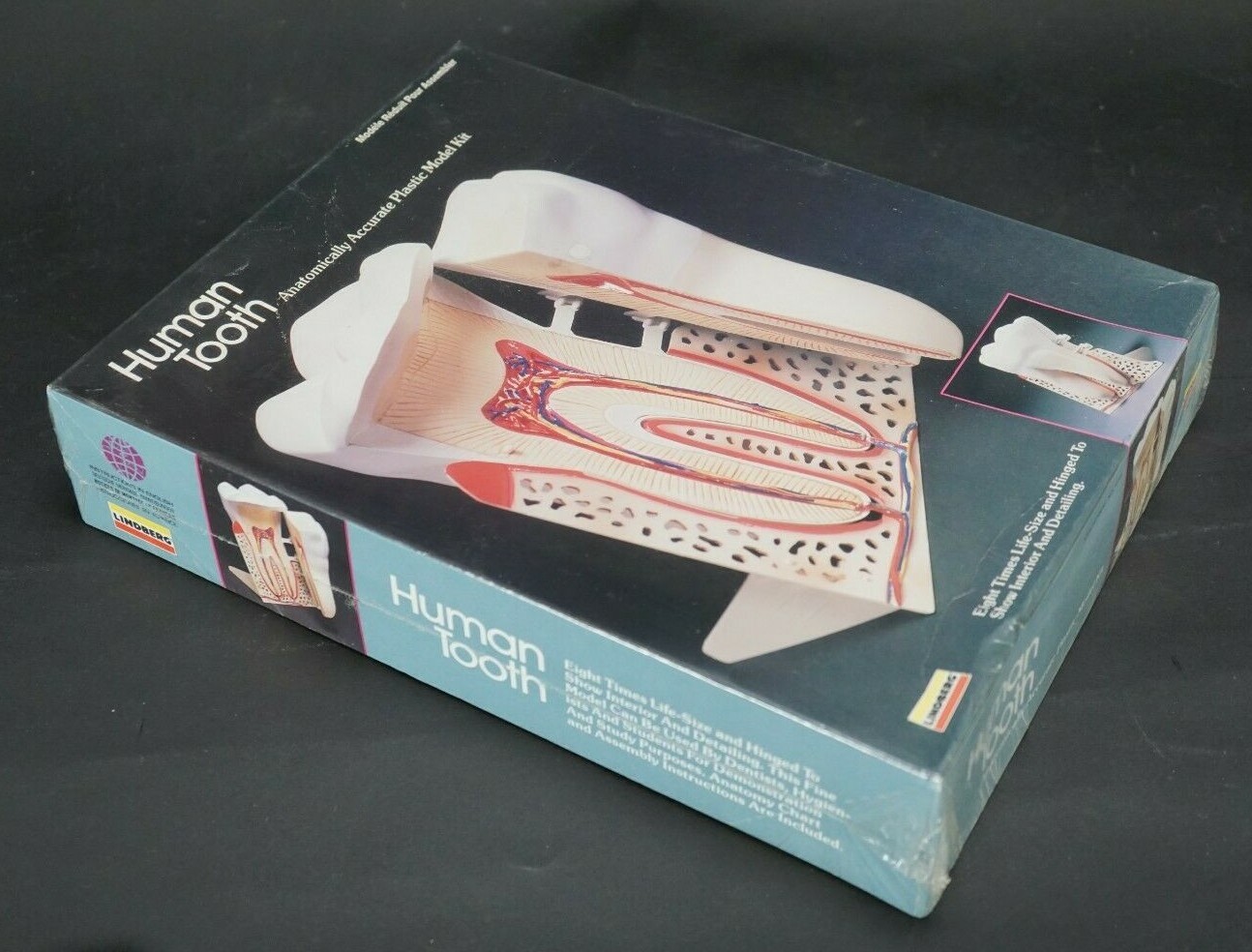 Vintage Lindberg Human Tooth 3D Scale Model Kit