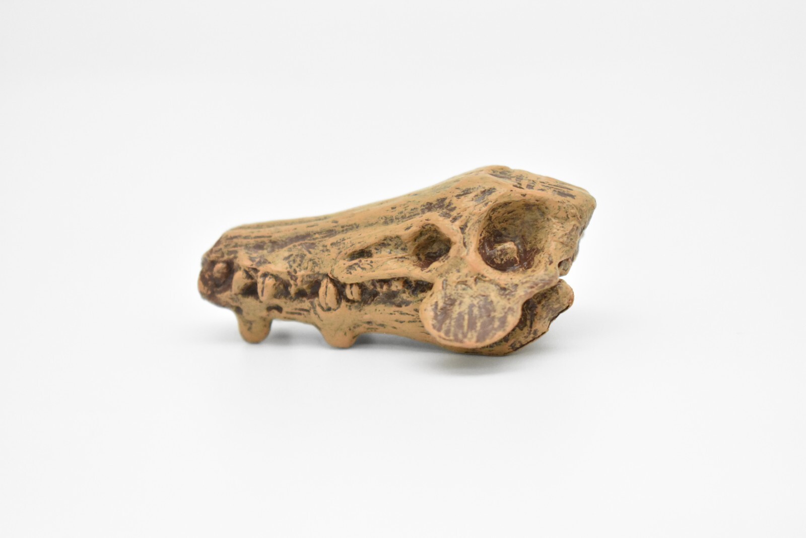 Daeodon, Terrible Pig Fossil Skull, Realistic Plastic Replica 2 1/4″ F3520B204