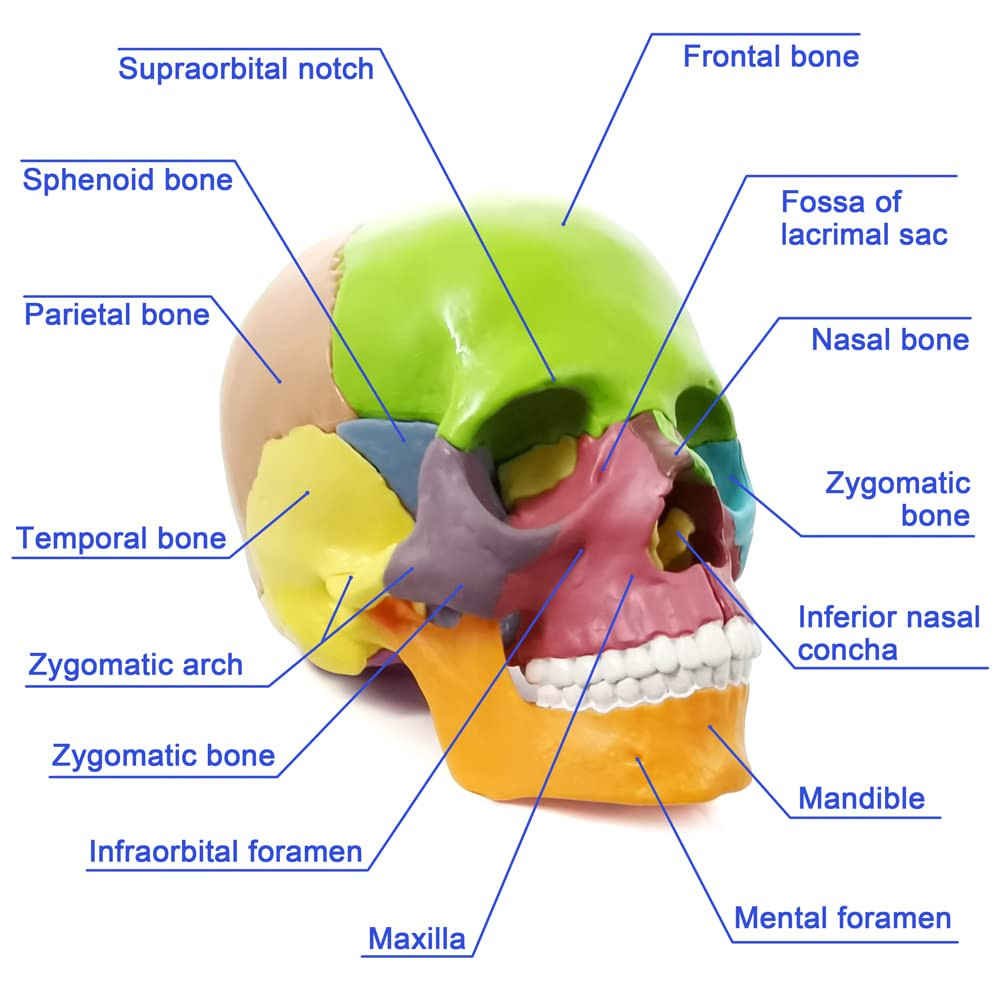 15-Parts Puzzle Anatomy Skull Model,Colorful Medical Brain Model,Human Anatomy E
