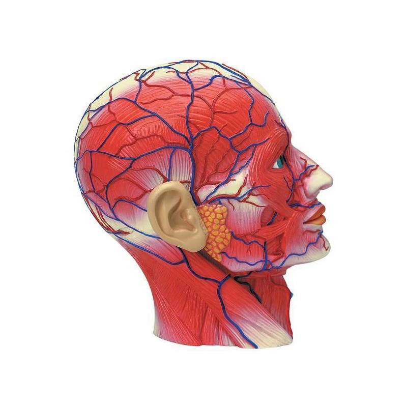 4D Human Anatomy Head Anatomy Model 14 Detachable Parts Educational Tool