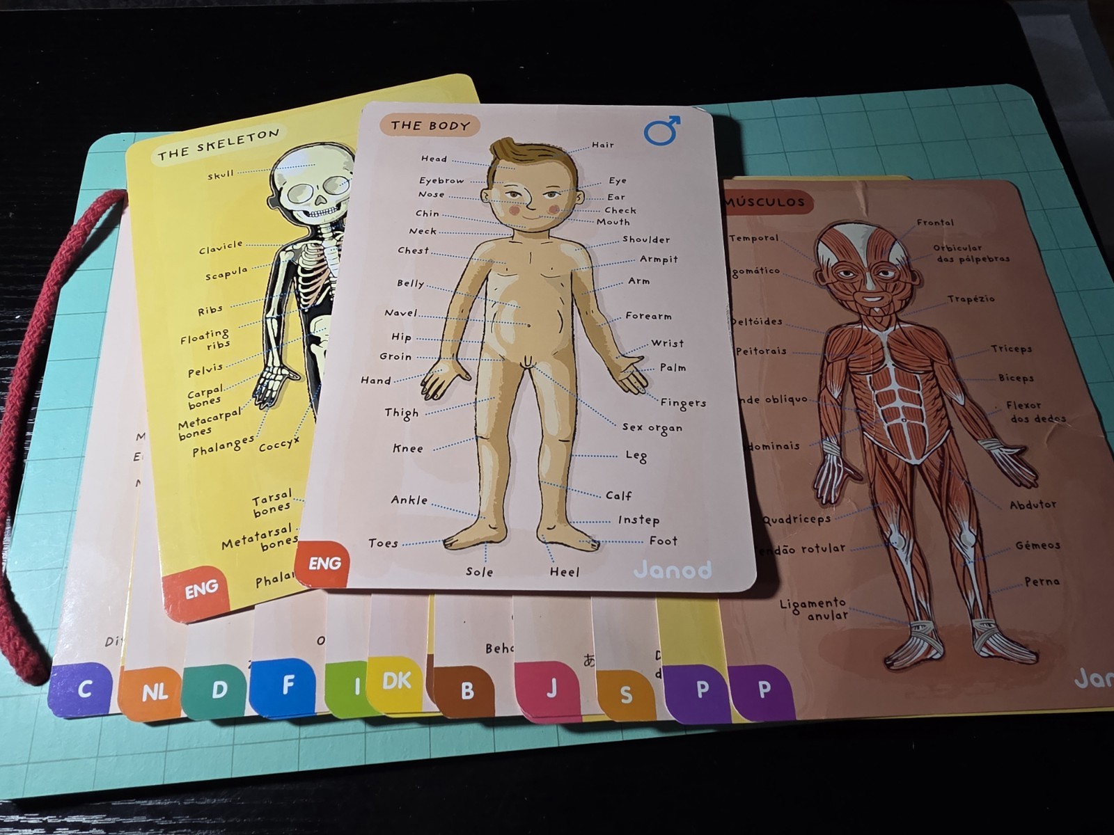 💯Complete-Janod Magnet Human Body Educational Game 11 Languages Skeletal Muscle