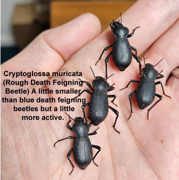 Desert Beatlee Variety Pack (10 Beatlees): 2-Blue Death Feigning Beatlees &More!