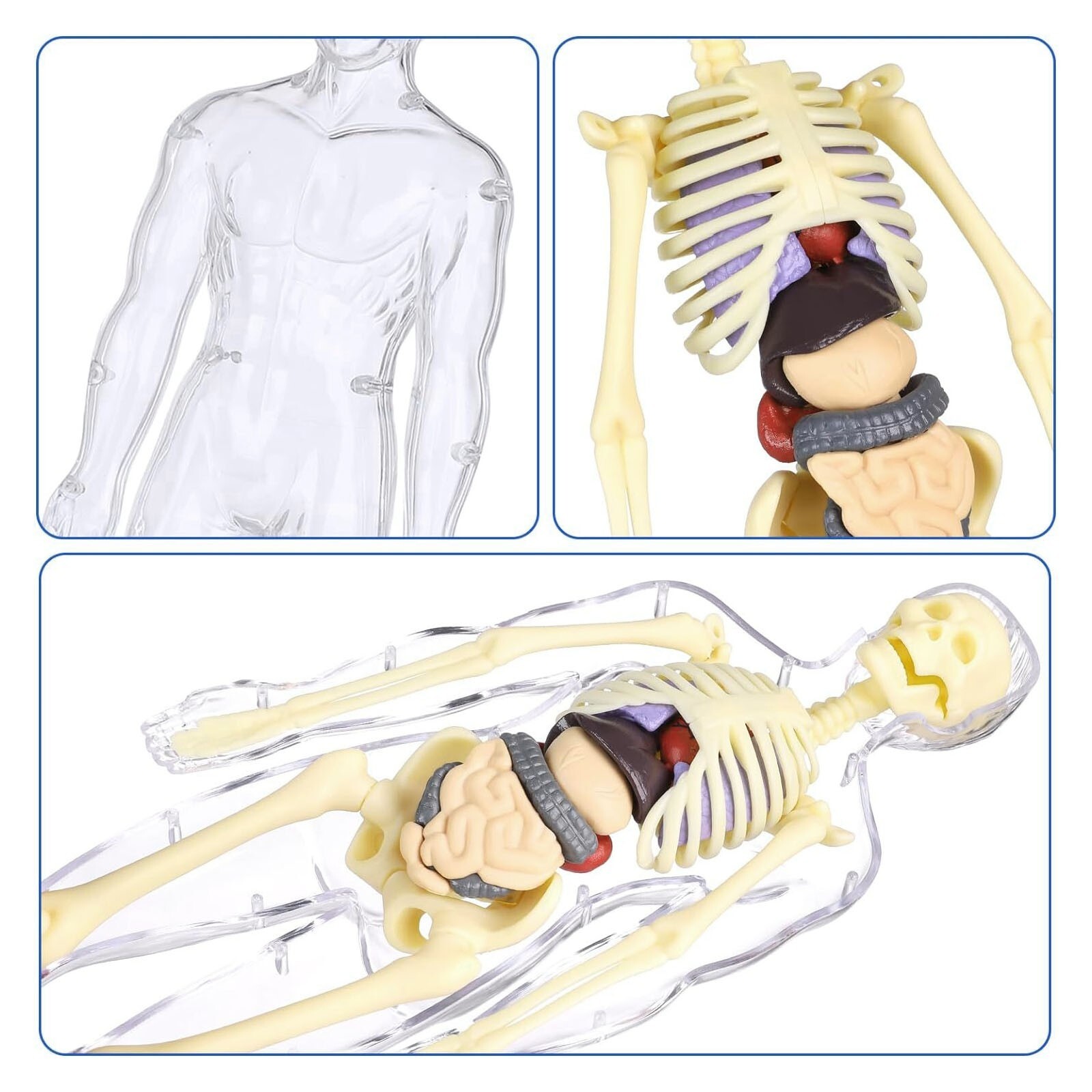 3D Human Body Anatomy Model Fully Transparent DIY Skeleton Toy for Kid Removable
