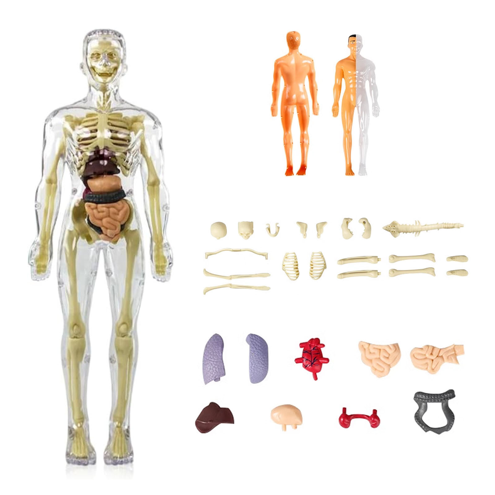 3D Human Body Anatomy Model DIY Skeleton Toys Educational Science Kit for Kid