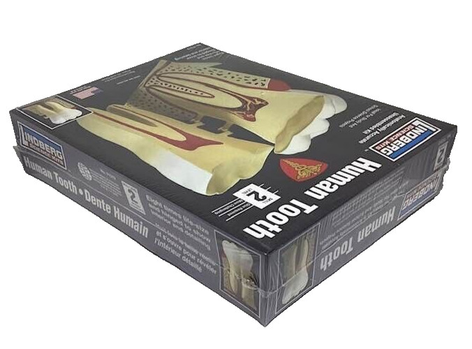Human Tooth Kit Anatomically Accurate Unassembled Lindberg Science Dental NEW