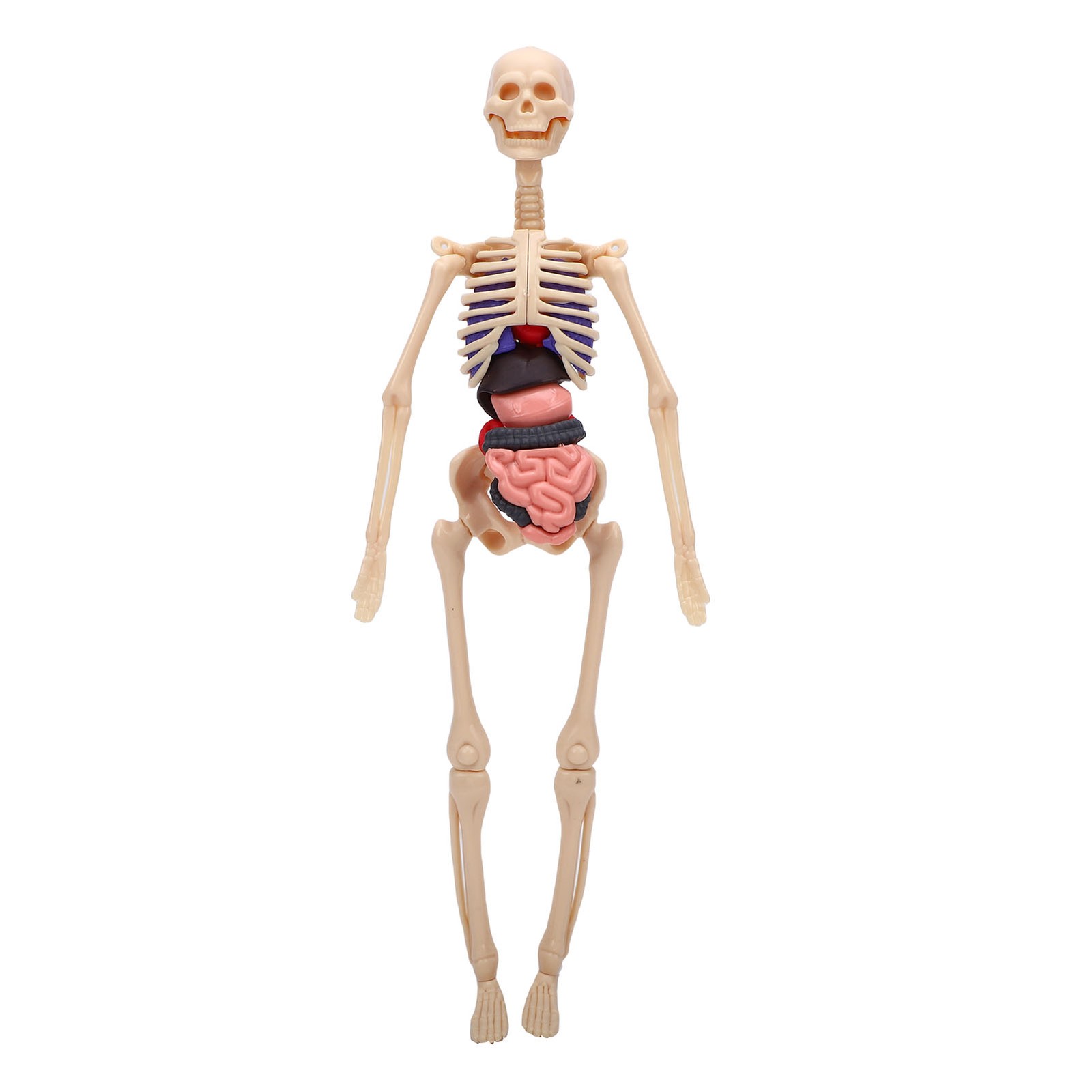 1-Clear Human Body Skeleton Model Kit 3D Human Anatomy Structure Model Kit