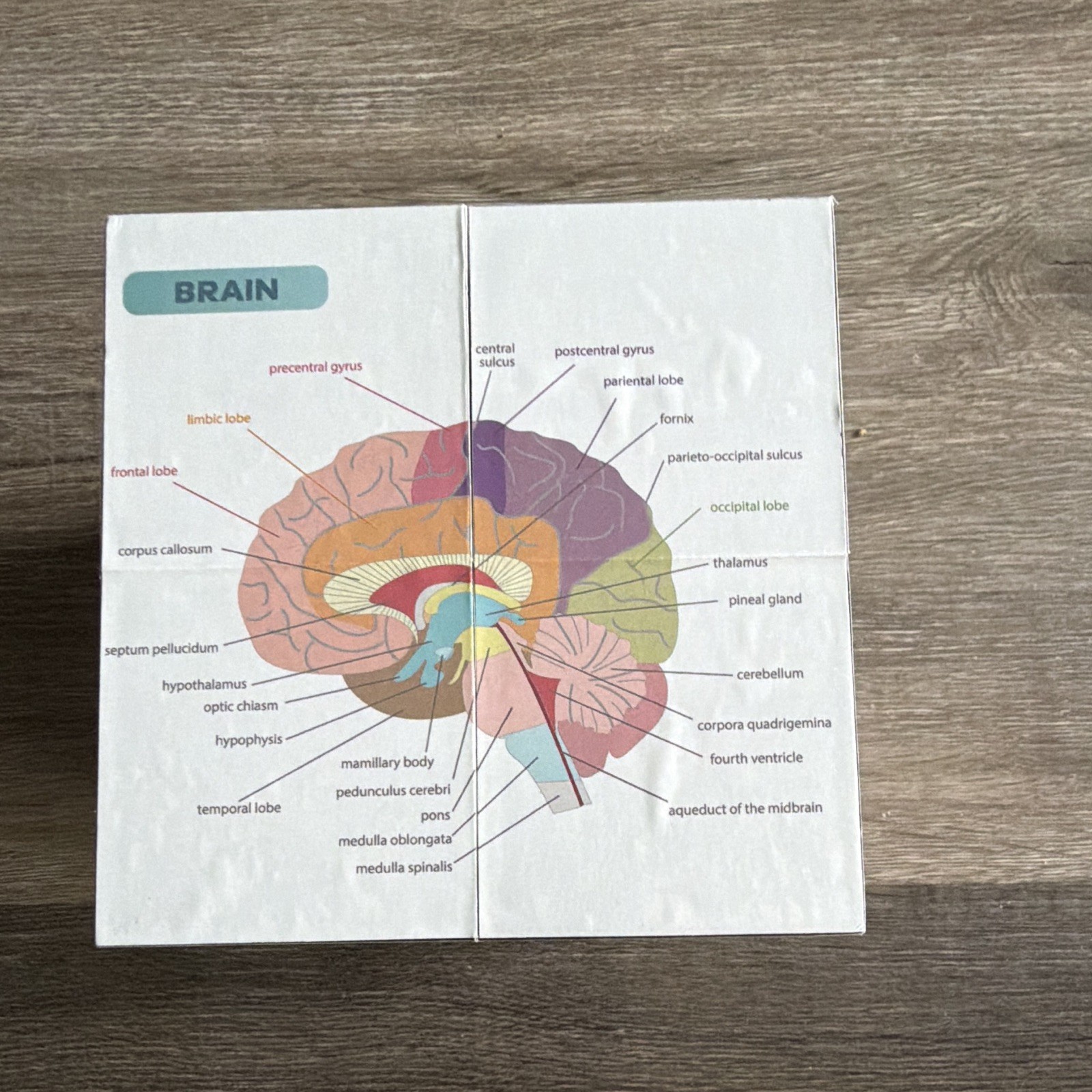 Anatomy Study Cube Educational Foldout Charts – Brain, Heart, Circulatory