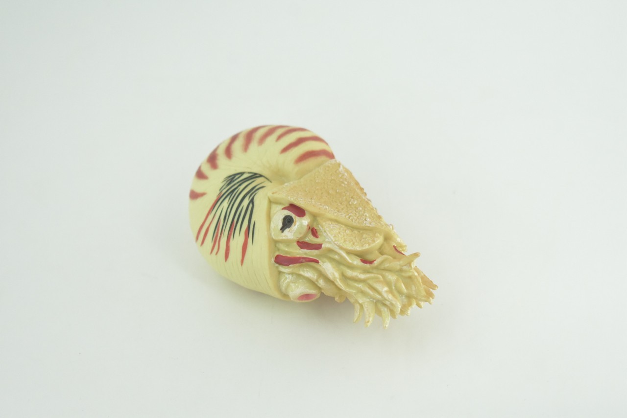 Nautilus Toy, Museum Quality, Hand Painted Rubber Gifts, 4 Inches. CH1009 BB217
