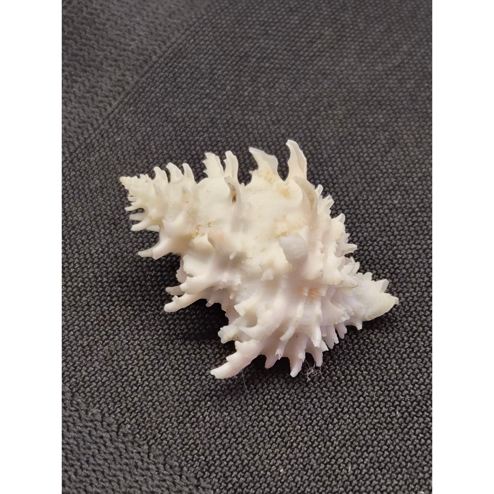 Babelomurex gemmatus 30mm Shell Balicasag Bohol Philippines w/ Label