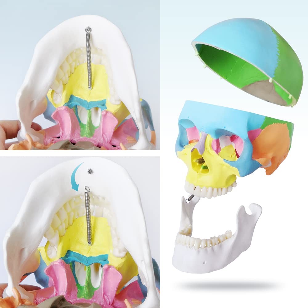 Merinden Painted Human Skull Model Life Size Replica Medical Anatomy Adult