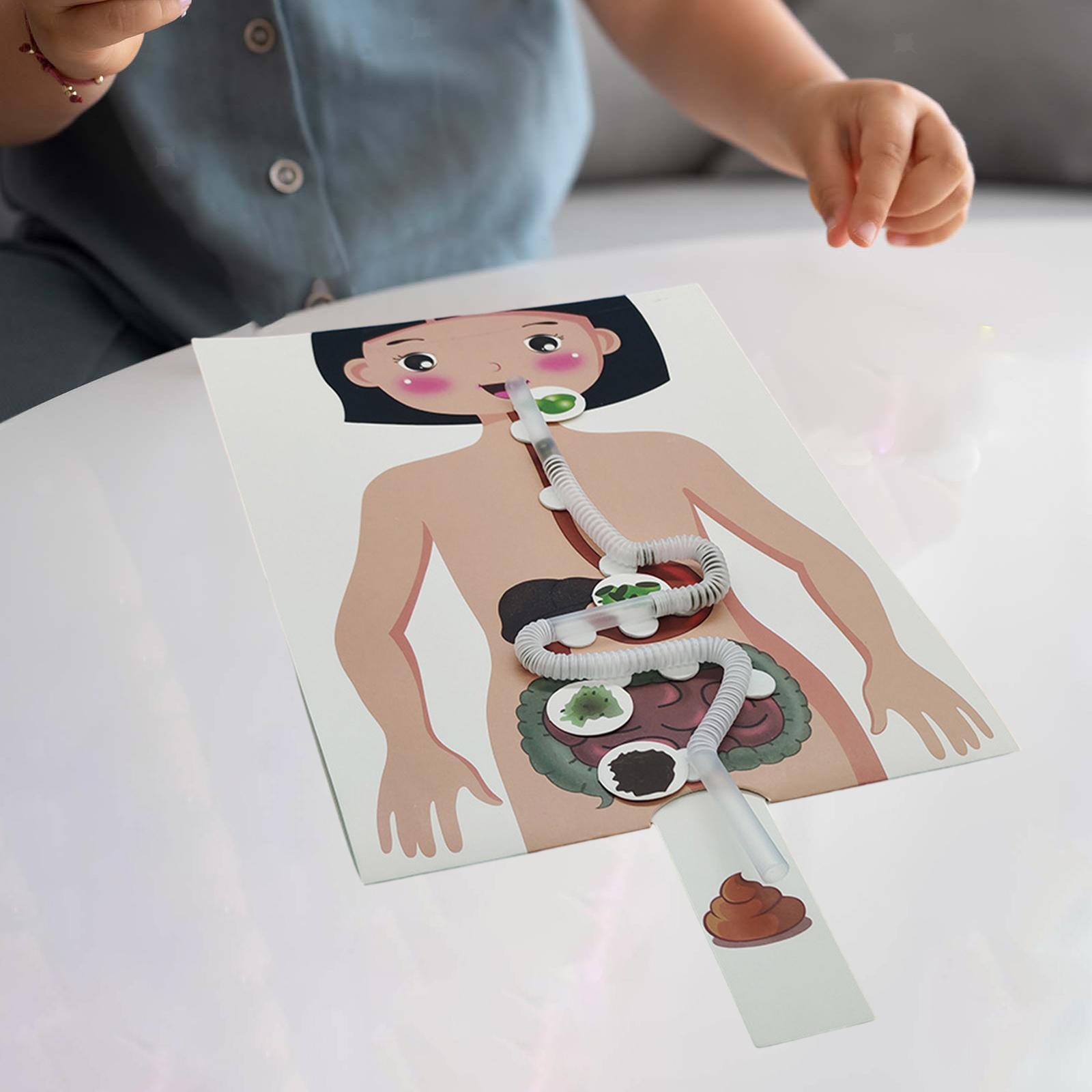 Human Digestive System Model, Human Body Parts, Early Education, 3D Puzzle for