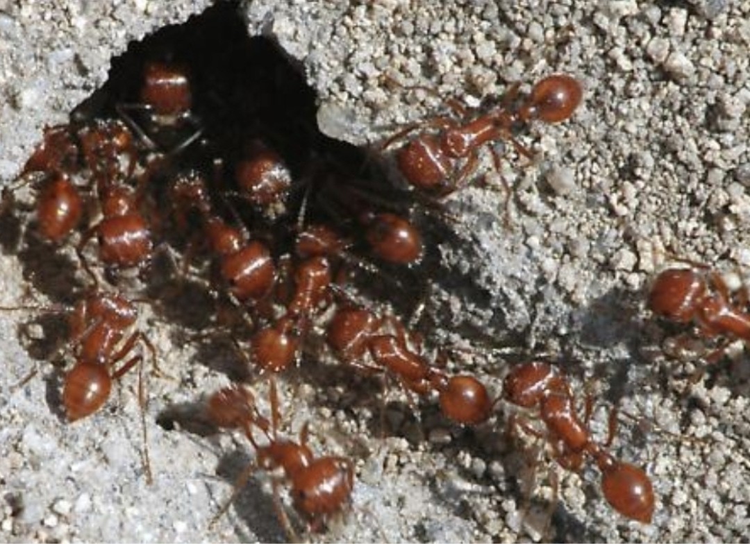 25++ Live Red Harvester Ants – Perfect For Ant Farms 🐜