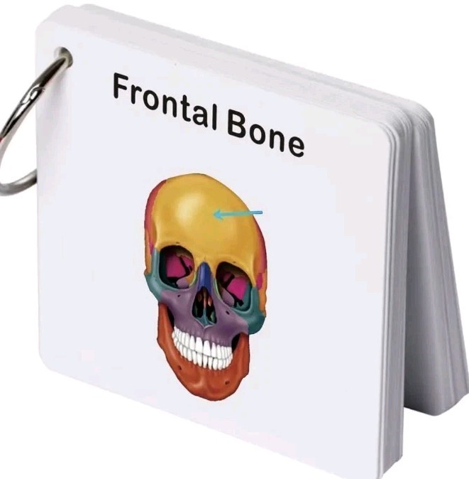 Human SKULL Anatomy Pocket Sized Flash Cards Medical Nursing Exam Physiology