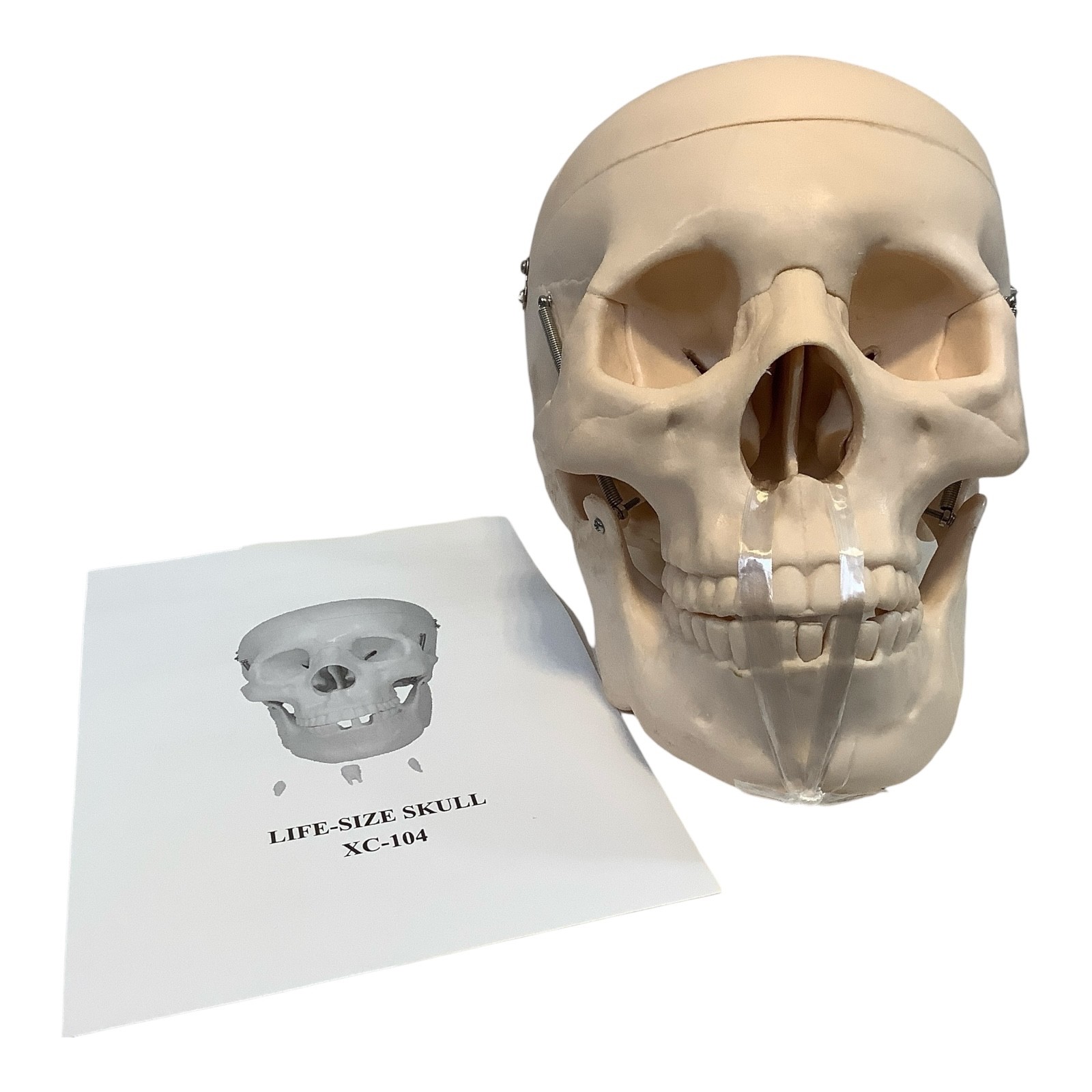 PVC Human Skull Life Size Adult Model Anatomy Teaching Instruction Top Removable