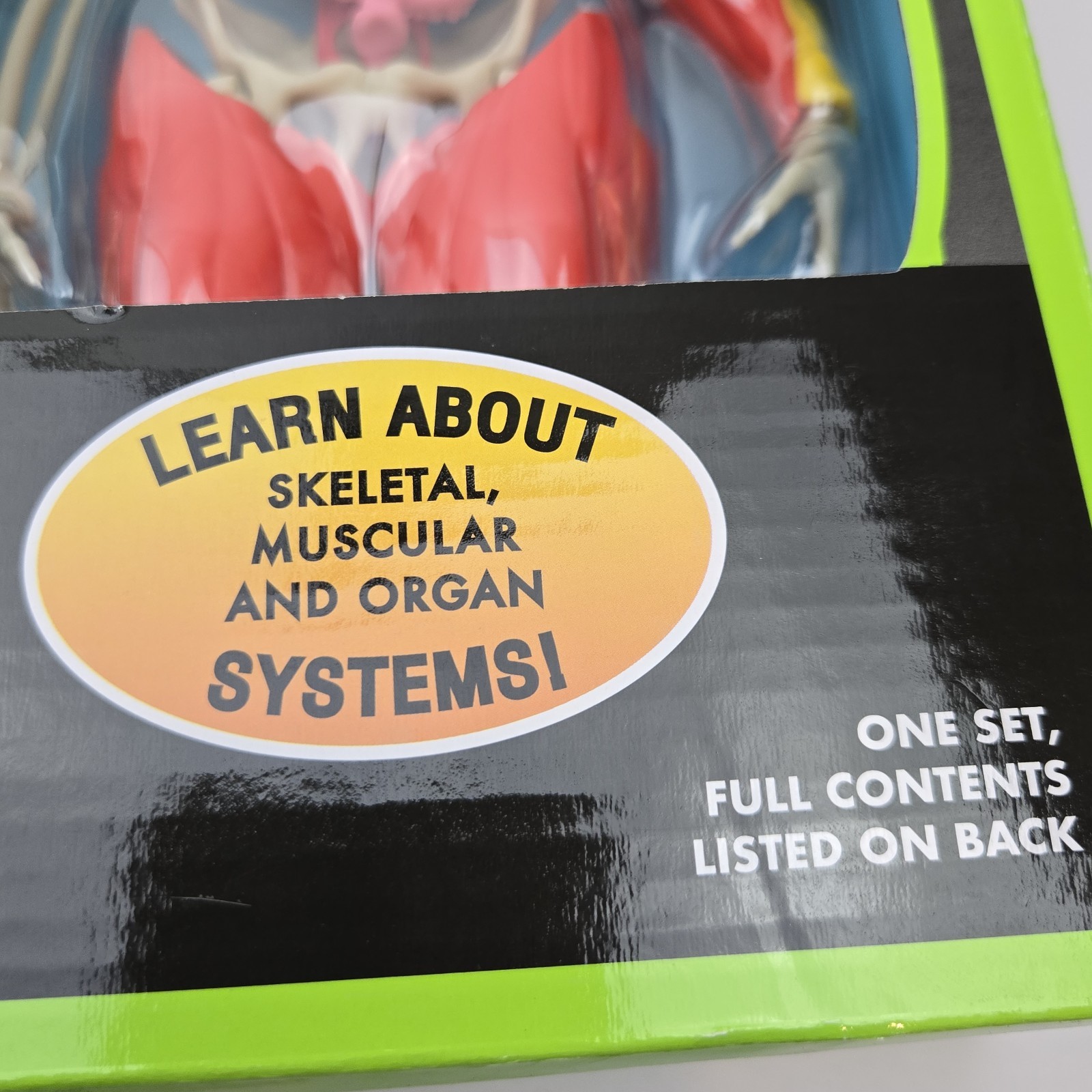 3D Human Body Puzzle Model STEM Toy by Be Amazing! Toys is an educational design