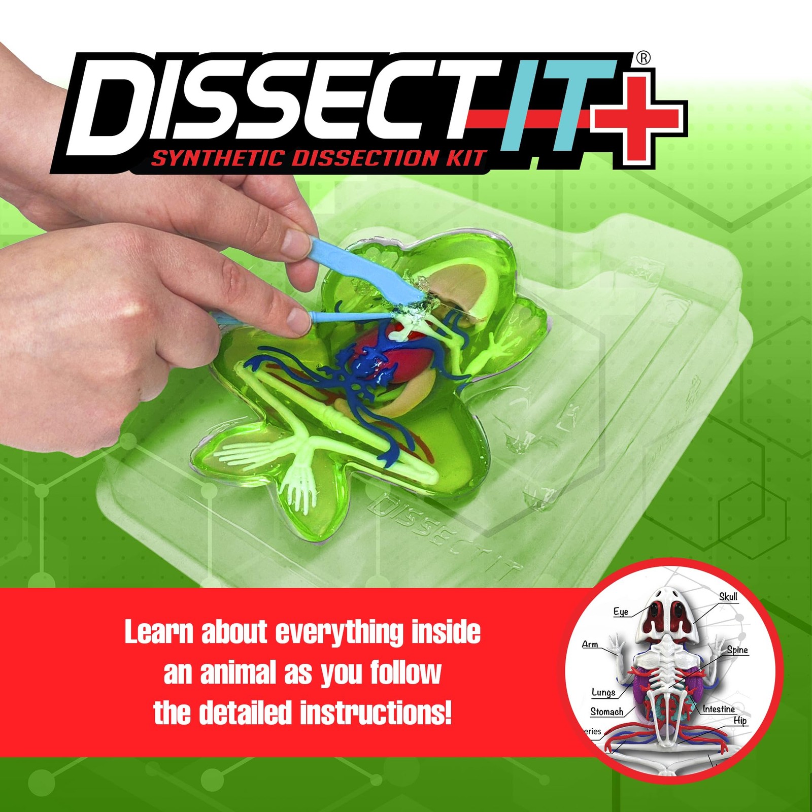 Dissect It Dissect-It Upgraded Frog Dissection Toy Kit Lab Experience