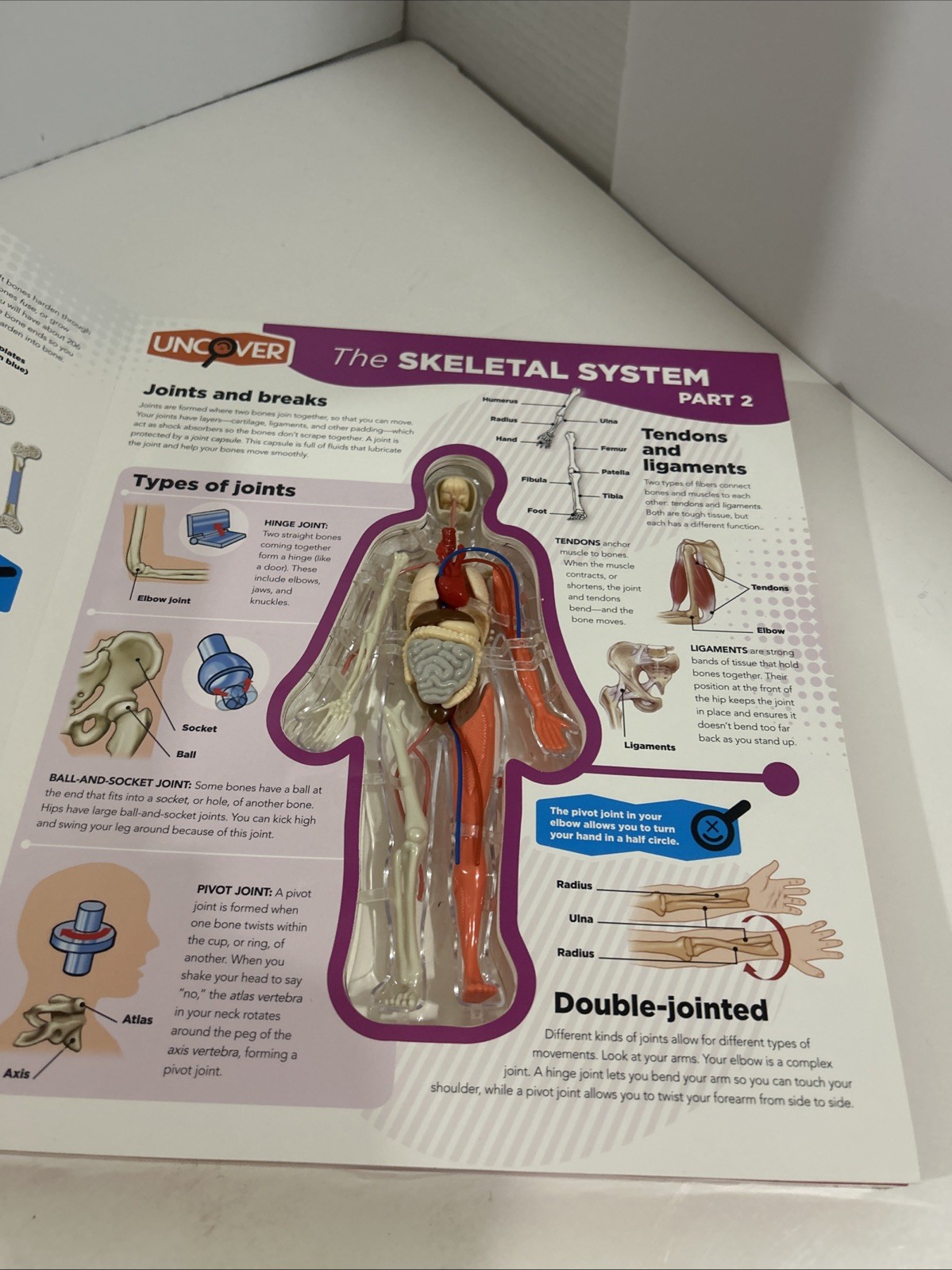 Uncover the Human Body Book Layered Interactive 3-D model Board Book