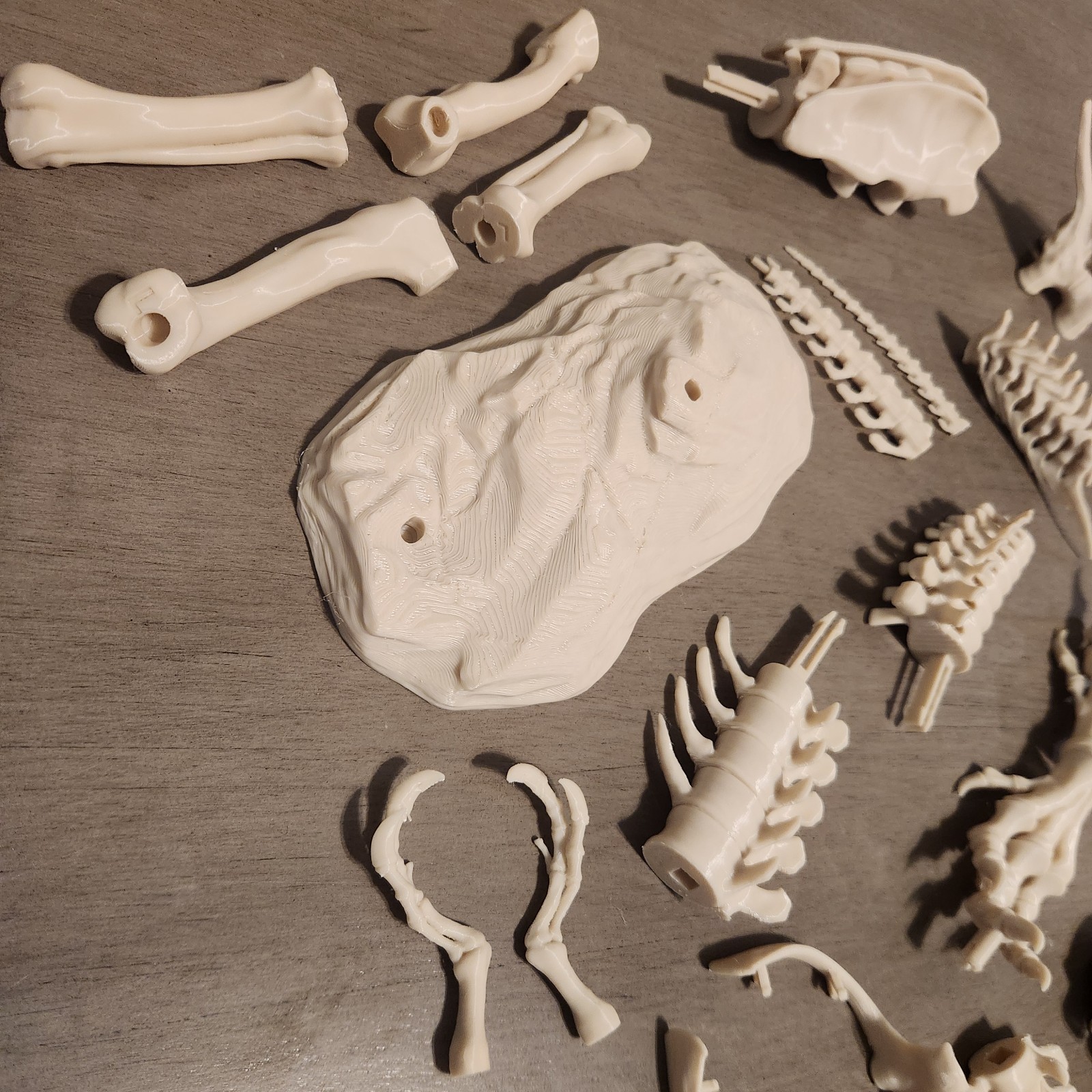 Trex Full Skeleton “Bone white” Assembly Kit