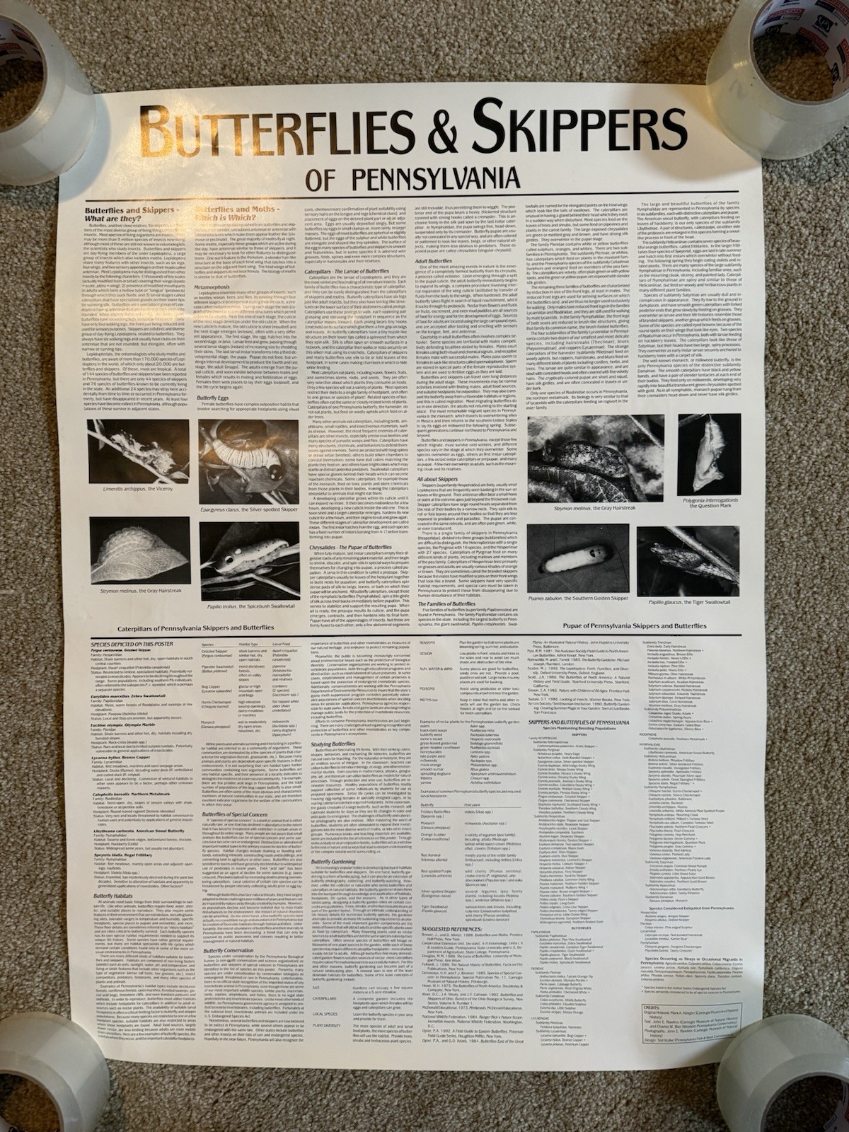 VTG Butterflies & Skippers Of Pennsylvania Conservation Fund 1993 Klinger Poster