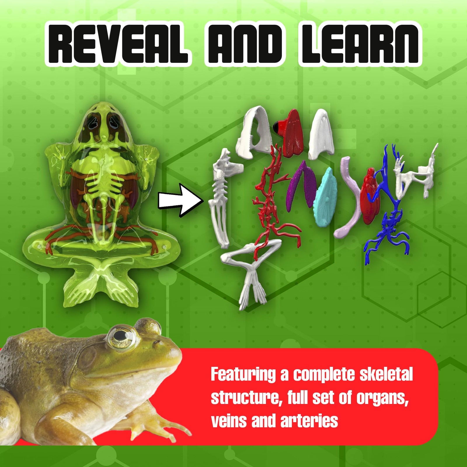 Dissect It Dissect-It Upgraded Frog Dissection Toy Kit Lab Experience